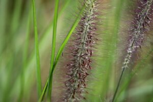 lamp-cleaning-grass-9101927_640