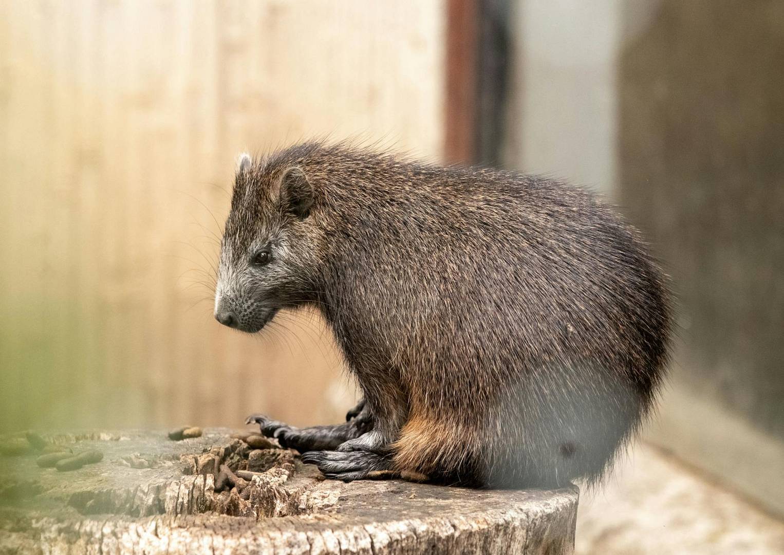 pexels-photo-34888297_wp