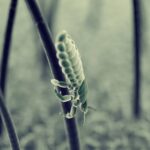 Wszawica u dorosłych – temat tabu, który warto oswoić – jak skutecznie leczyć i chronić się przed pasożytami?